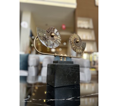 Seashell Masterpiece FOSSIL STAND - H0107